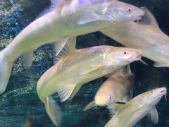 -沙沙哗啦海洋馆(华宇百花谷店)