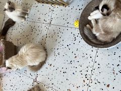 -喵喵咪呀布偶猫咖(春熙路店)