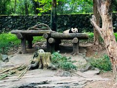 -都江堰中华大熊猫苑