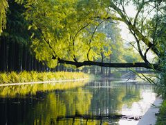 -上海共青森林公园