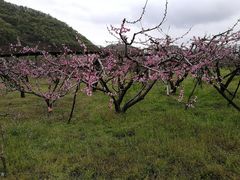 -河口景区