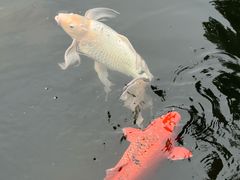 -蛇蟠岛
