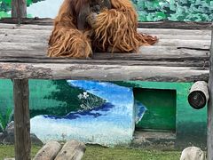 -西霞口神雕山野生动物世界