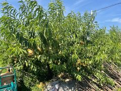 -樂桃源奉贤黄桃种植采摘基地