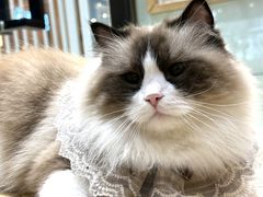 -藏猫猫咖啡主题馆(中央大道店)