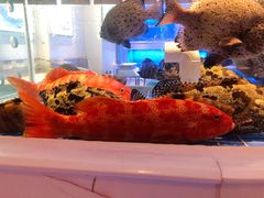 东星斑-金苑海鲜酒家(来魅力店)