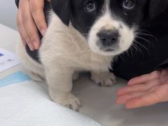 -心仪动物医院·牙专科·肿瘤·心脏科(西客站院)