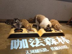 -咖法森林·咖啡  酒吧(天河店)