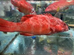 -绿雅居原生态农庄(小涌店)
