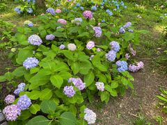 -黄海国家森林公园