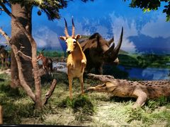 -国家自然博物馆