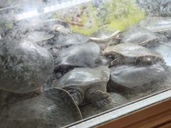 -聚味罗记大排檔·烧烤·鲜鱼杂·甲鱼煲(科学馆店)