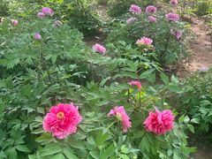 -洛阳市隋唐城遗址植物园