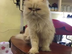 -猫色咖啡·猫咖
