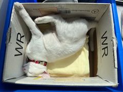 -瑞派先诺宠物医院•猫专科•普外科•中兽医(佛山院)