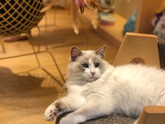 -Pets First伊珊娜洗护·精致美容·家庭式寄养(新会路店)