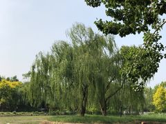 -北坞公园
