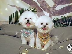 -超宠爱宠物摄影-Super pet