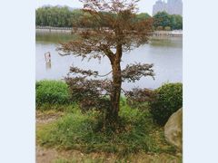 -后襄河公园