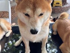 -柴犬高等学院·狗咖·柴犬售卖·宠物训练