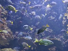 -海合安青岛极地海洋公园