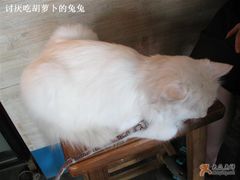-Babycat私家御饼屋(龙头路一店)