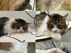 -悠尼宠物·独立低压伊珊娜洗护·美容·寄养(兰谷路店)