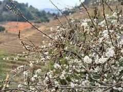 -南靖田螺坑土楼群景区