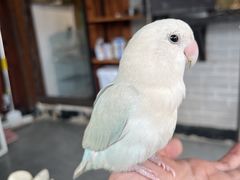 -吉丁鸟咖·异宠·寄养