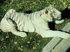 -北京野生动物园