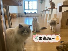 -有喵·猫咖·狗咖·30几只猫10只小狗(岗厦店)