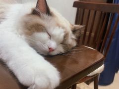 -猫友咖啡店(玉林西路店)