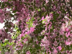 -深圳国际园林花卉博览园