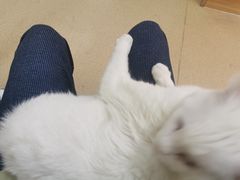 -康乐宝动物医院