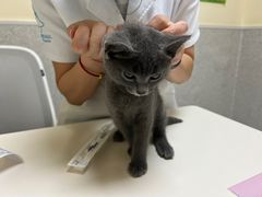 -谐和贝康宠物医院24小时·宠保定点(急重症转诊中心)