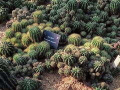 -深圳仙湖植物园