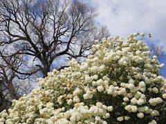 -墨尔本皇家植物园