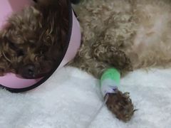 -暖阳宠物医院·犬猫康复中心·骨科