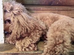 -半坡九号老挝冰咖啡