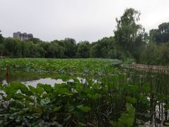 -紫竹院公园冰场