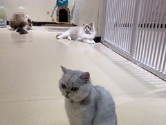 -藏猫猫咖啡主题馆(中央大道店)