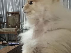 -北京观赏动物医院·24小时大型综合·猫专科·异宠专科
