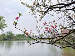 -羊山湖公园