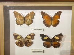 -上海昆虫博物馆