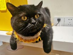 -滚猫咖啡·猫咖·猫友好撸猫(未来城店)