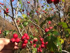 -白草畔自然风景区