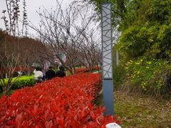 -高东镇樱花园
