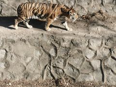 -北京动物园-畅观楼