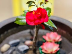-苏州湾王焰温泉度假酒店