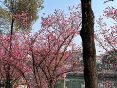 -望江楼公园